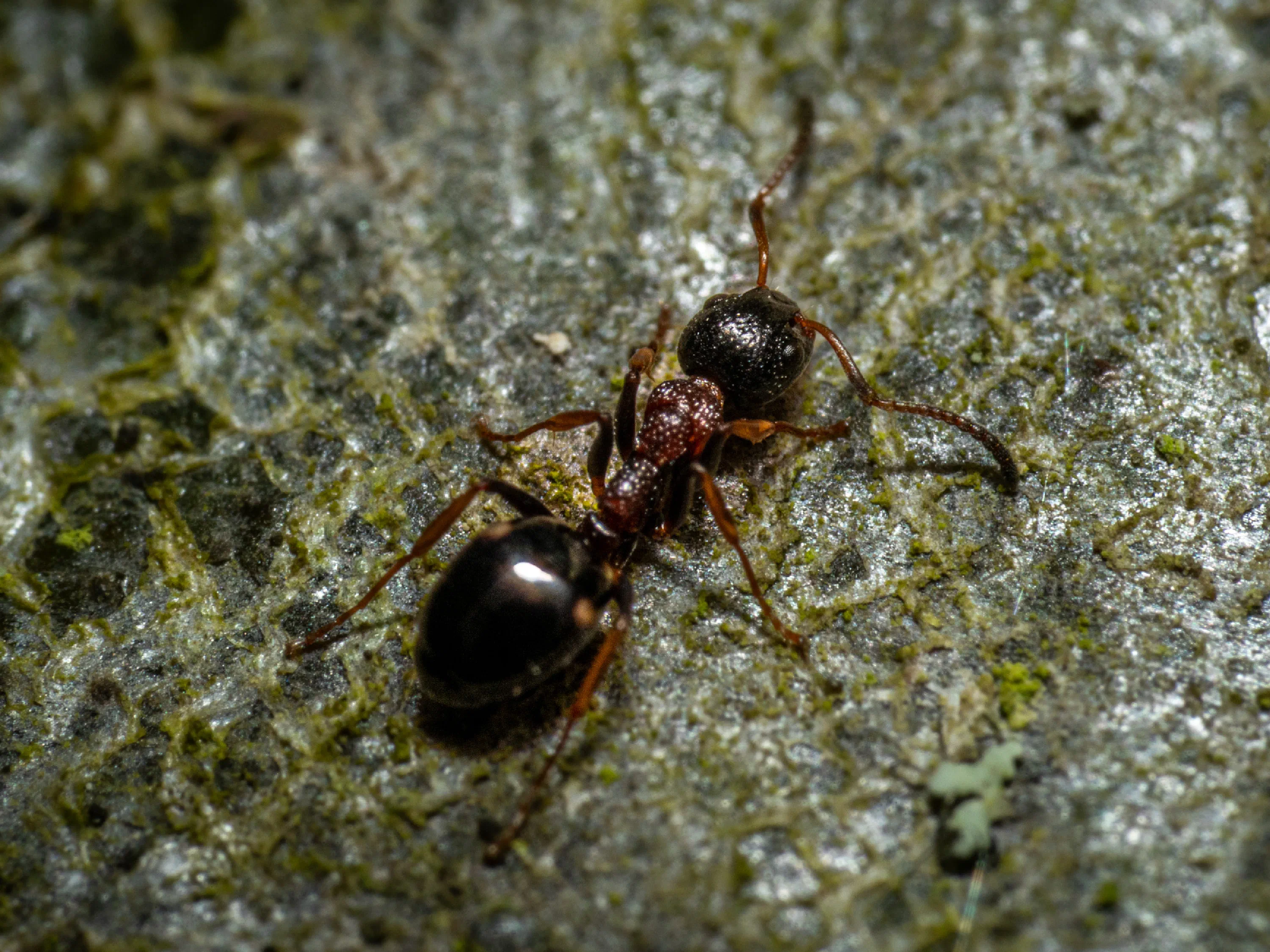 Große Wiesenameise