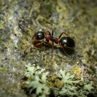 Black-backed meadow ant