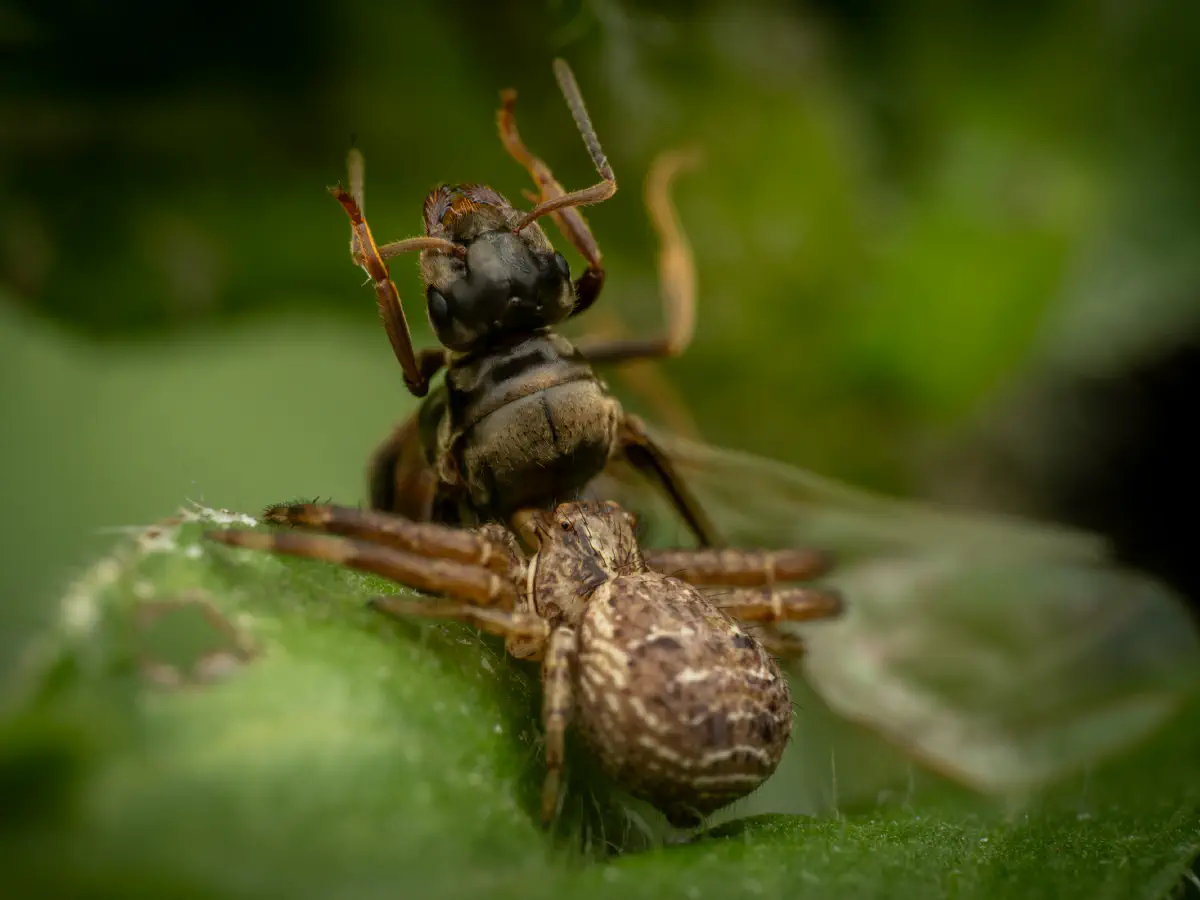 Black-backed meadow ant