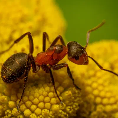 Black-backed meadow ant