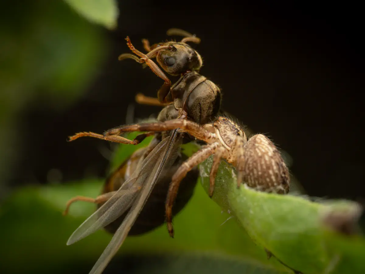 Black-backed meadow ant