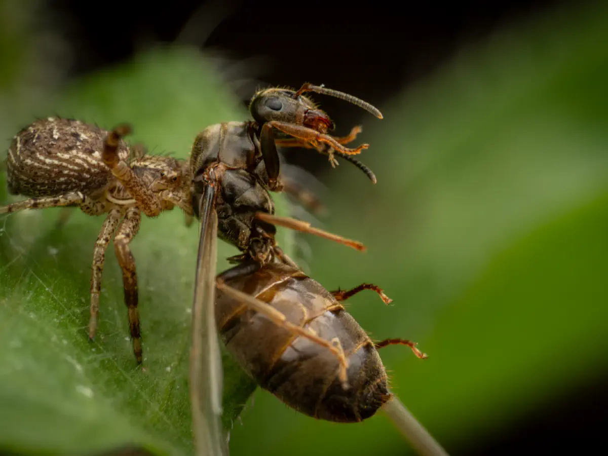 Black-backed meadow ant