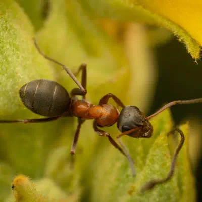 Fourmi à poils roux