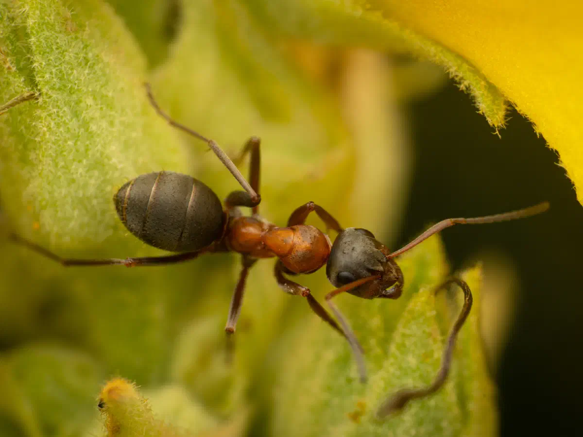 Fourmi à poils roux