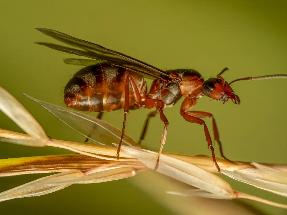 Fourmi à poils roux