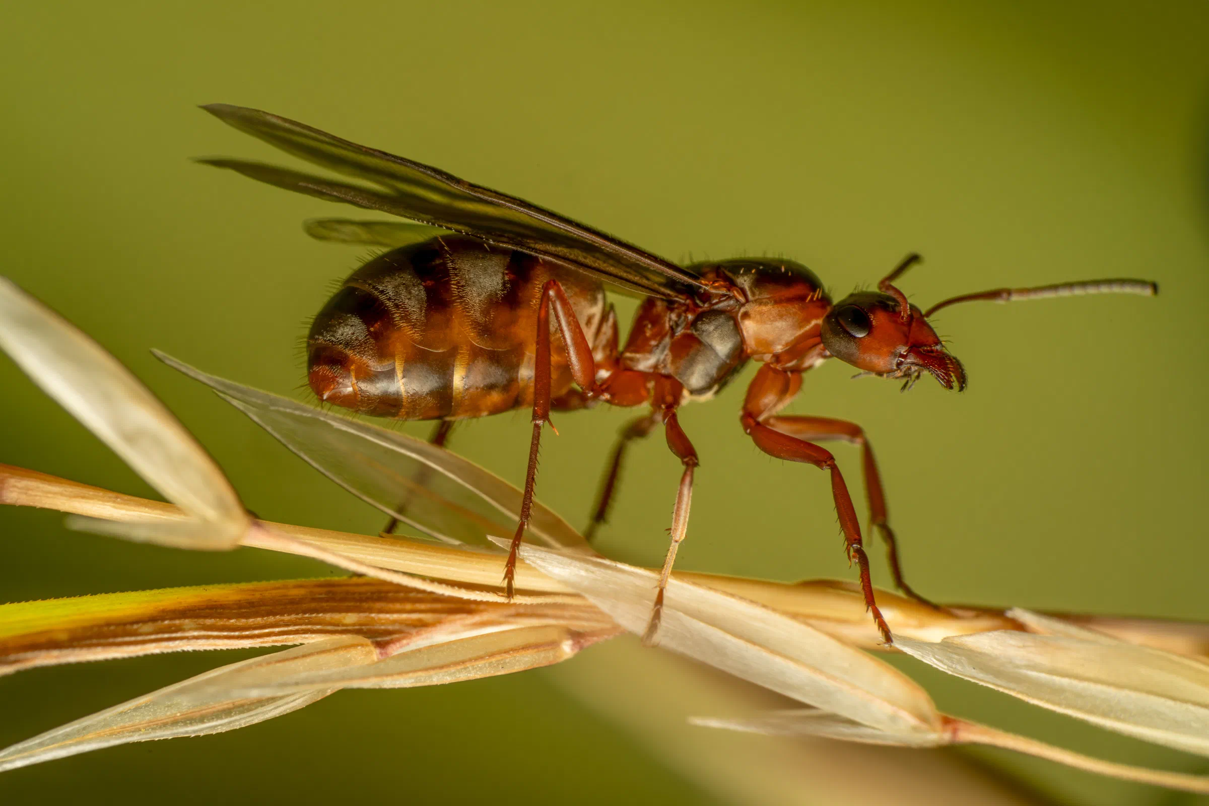 Red-barbed Ant