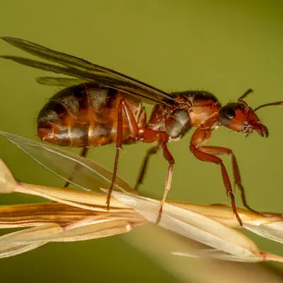 Fourmi à poils roux