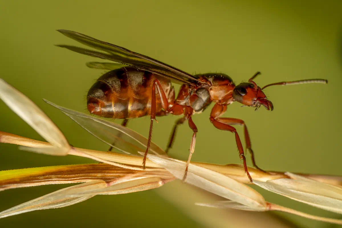 Fourmi à poils roux