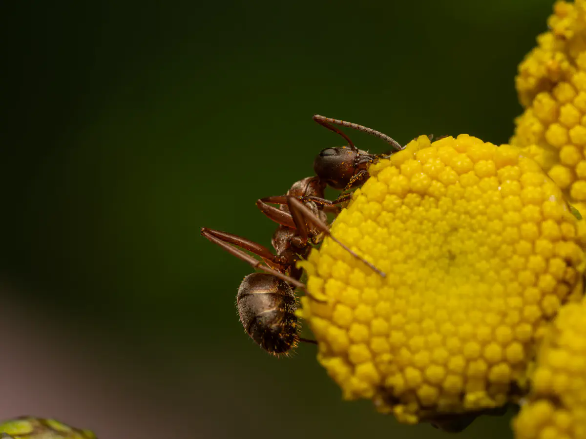 Fourmi à poils roux