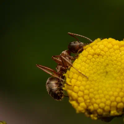 Fourmi à poils roux
