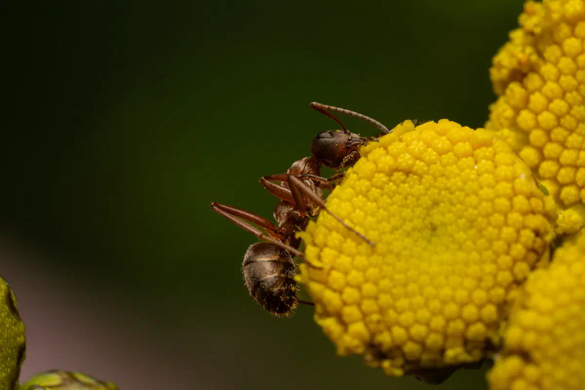 Fourmi à poils roux