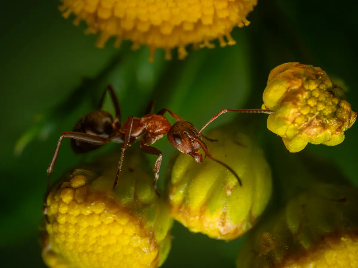 Fourmi à poils roux