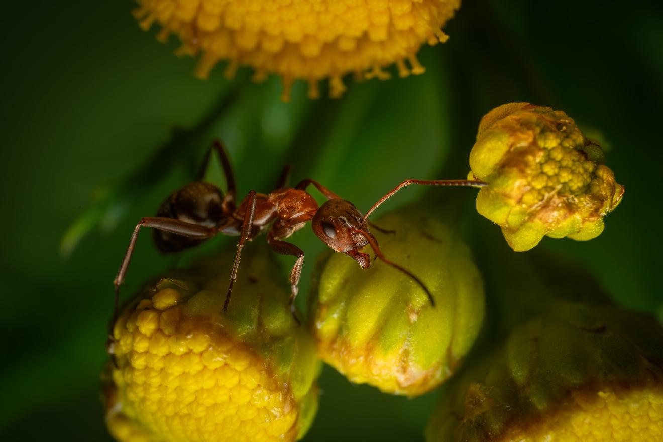 Red-barbed Ant – No. 4