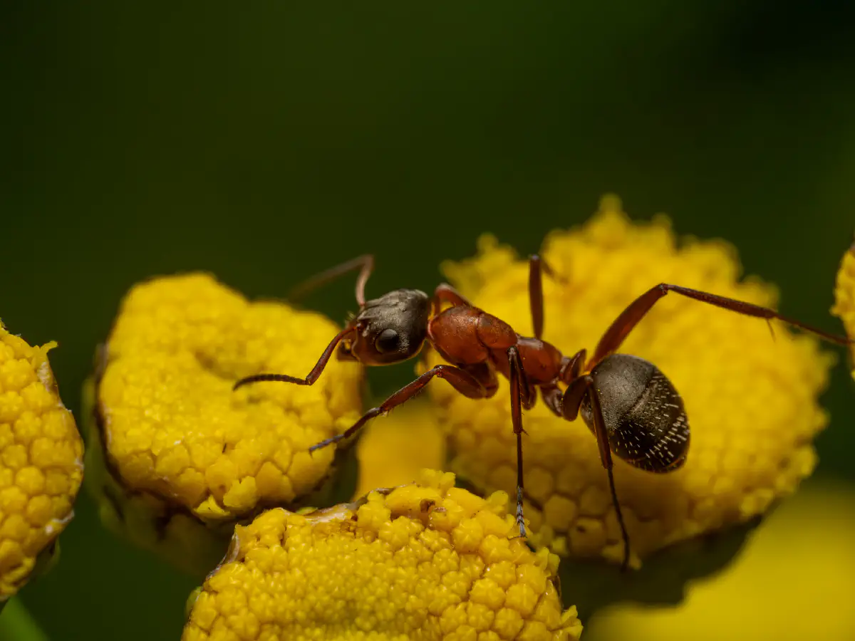 Fourmi à poils roux