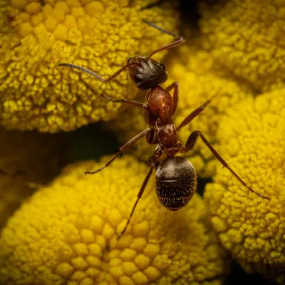 Fourmi à poils roux