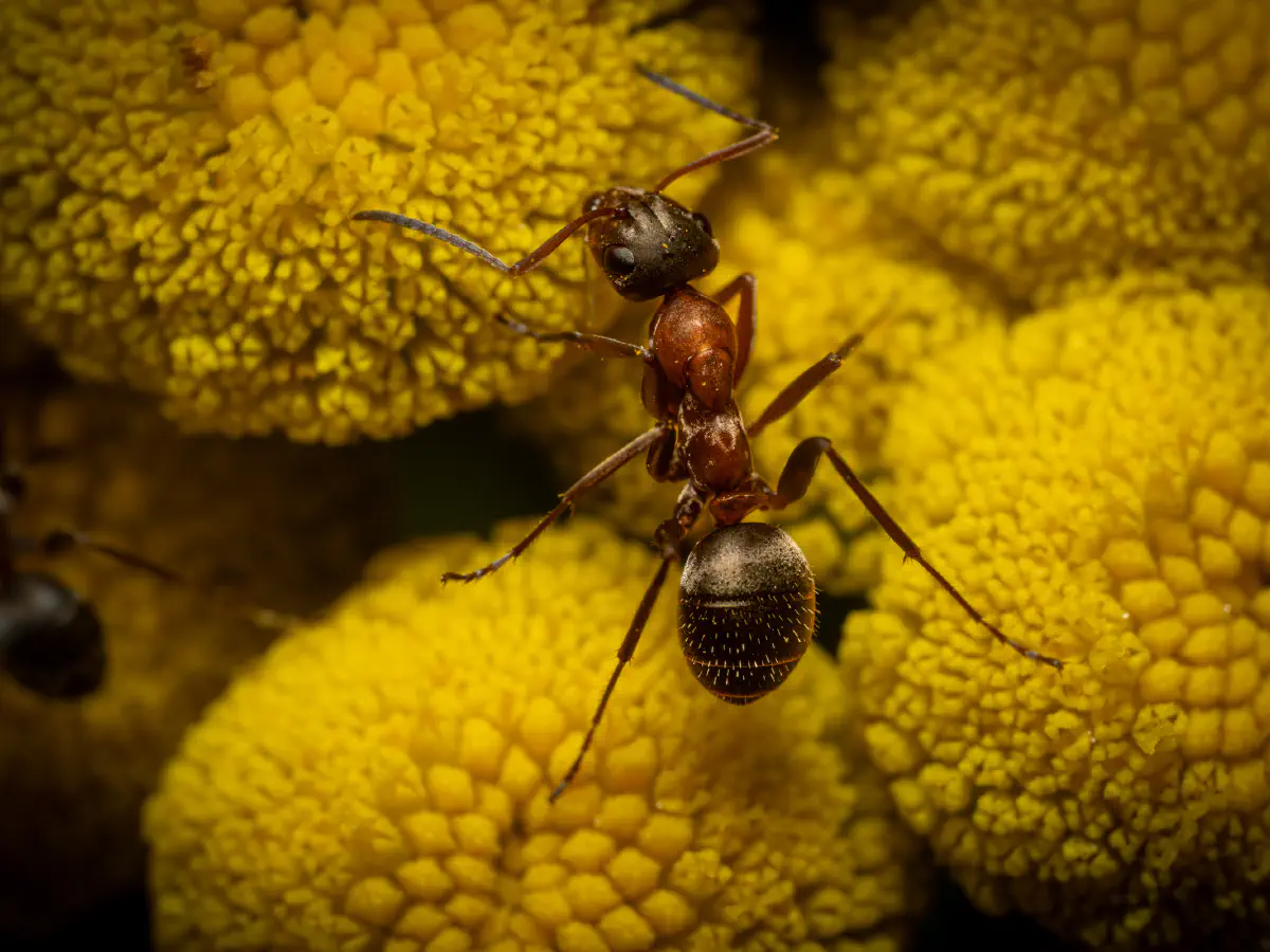 Fourmi à poils roux
