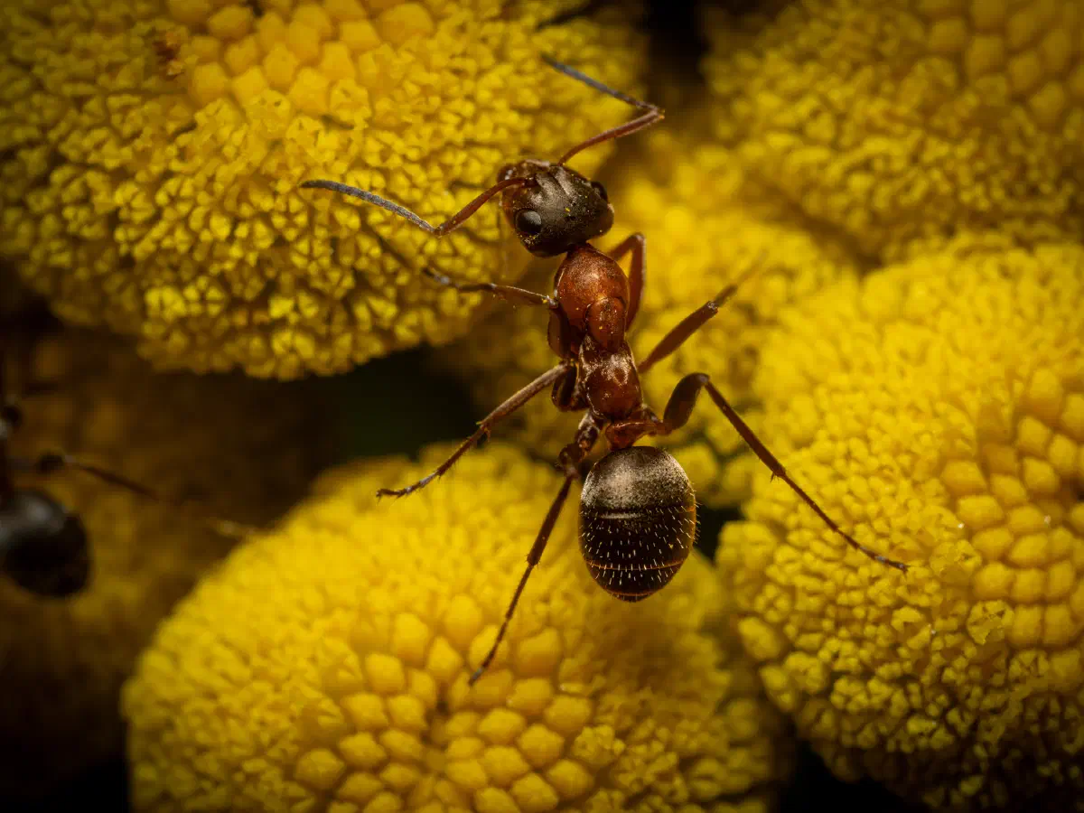 Fourmi à poils roux