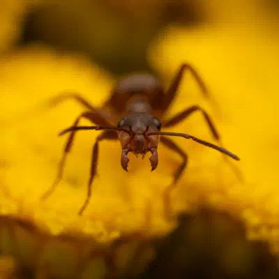 Formica