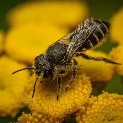 Alfalfa Leafcutter Bee
