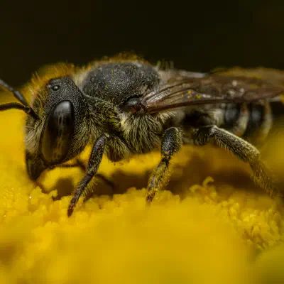 Alfalfa Leafcutter Bee
