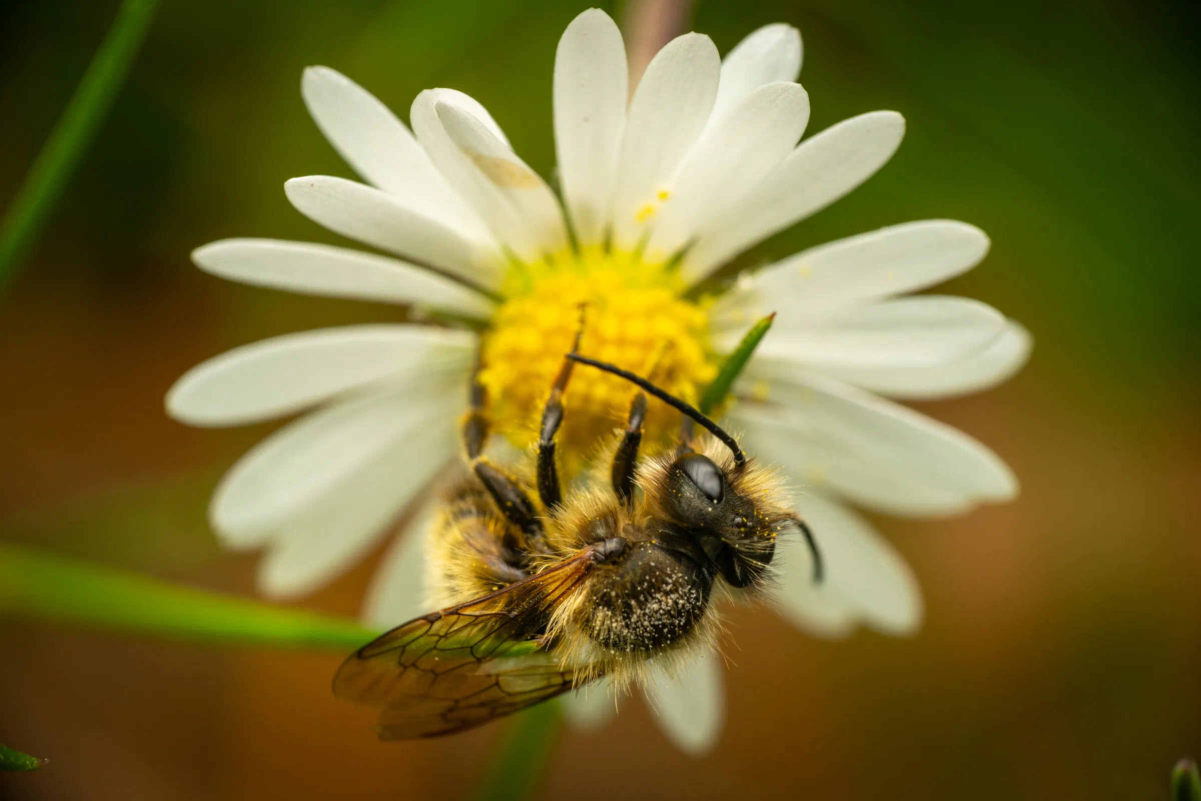 Abejas cortadoras de hojas y abejas albañil – No. 2