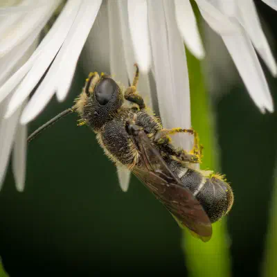 Abejas cortadoras de hojas y abejas albañil