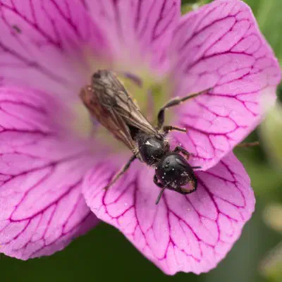 Bauchsammlerbienen