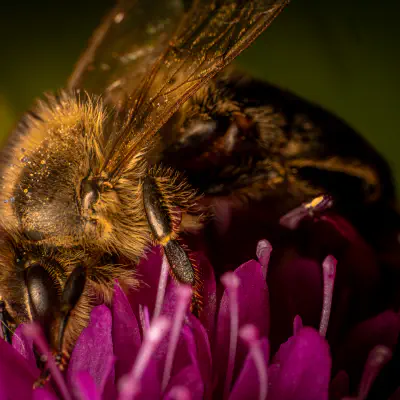 Honey Bees, Bumble Bees, and Allies