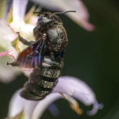 Violet Carpenter Bee