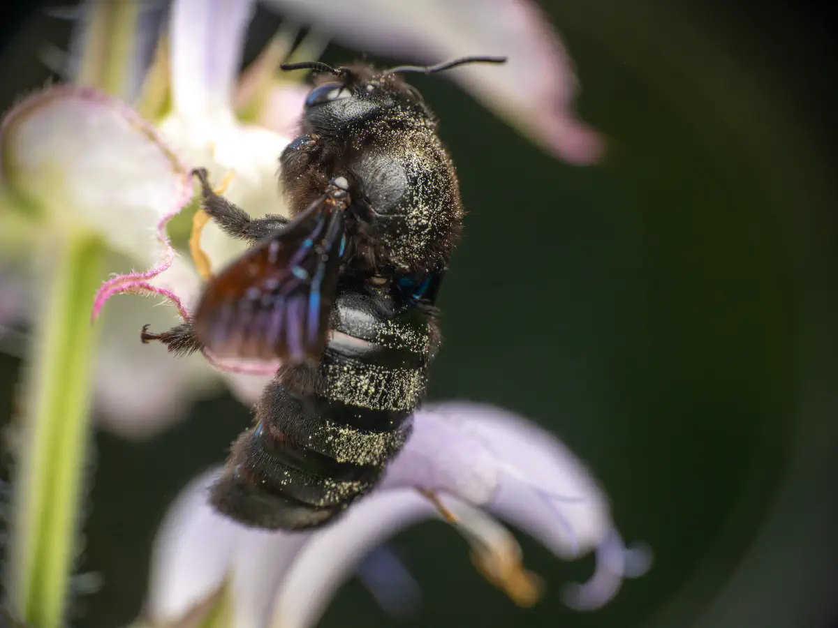 Violet Carpenter Bee