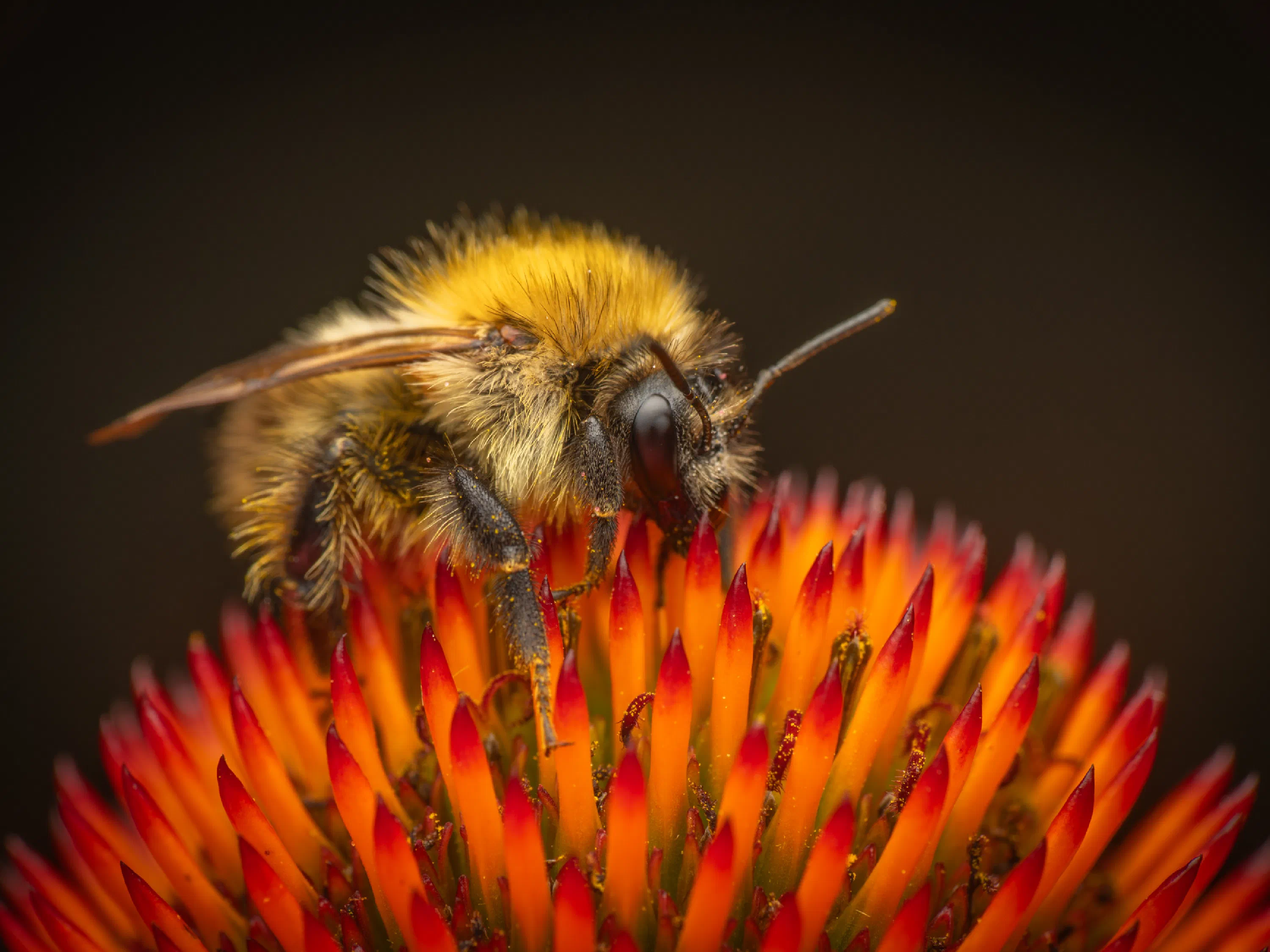 Ackerhummel
