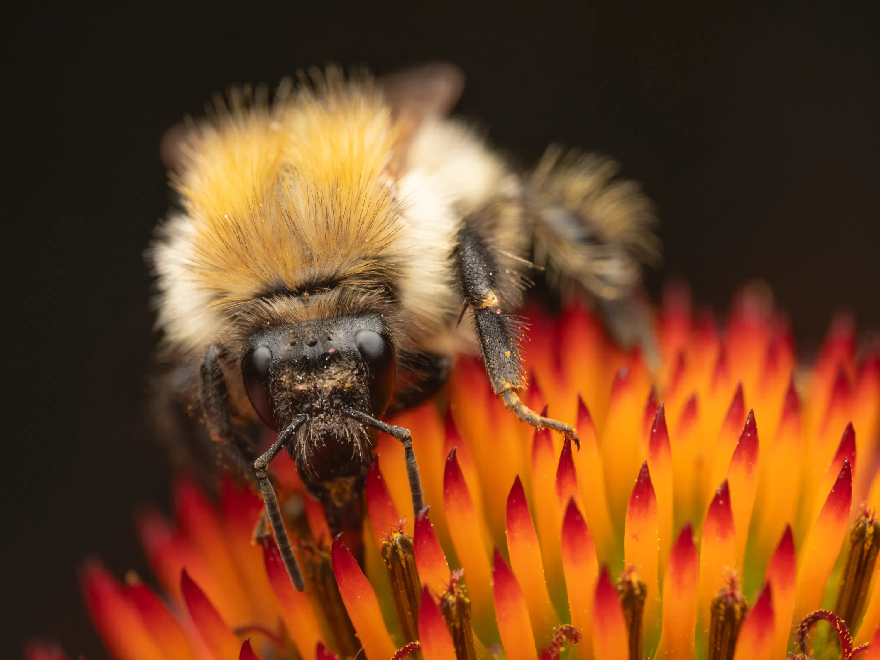 Common Carder Bumble Bee