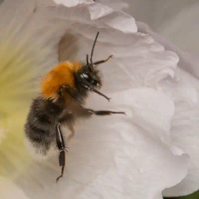Bombus hypnorum