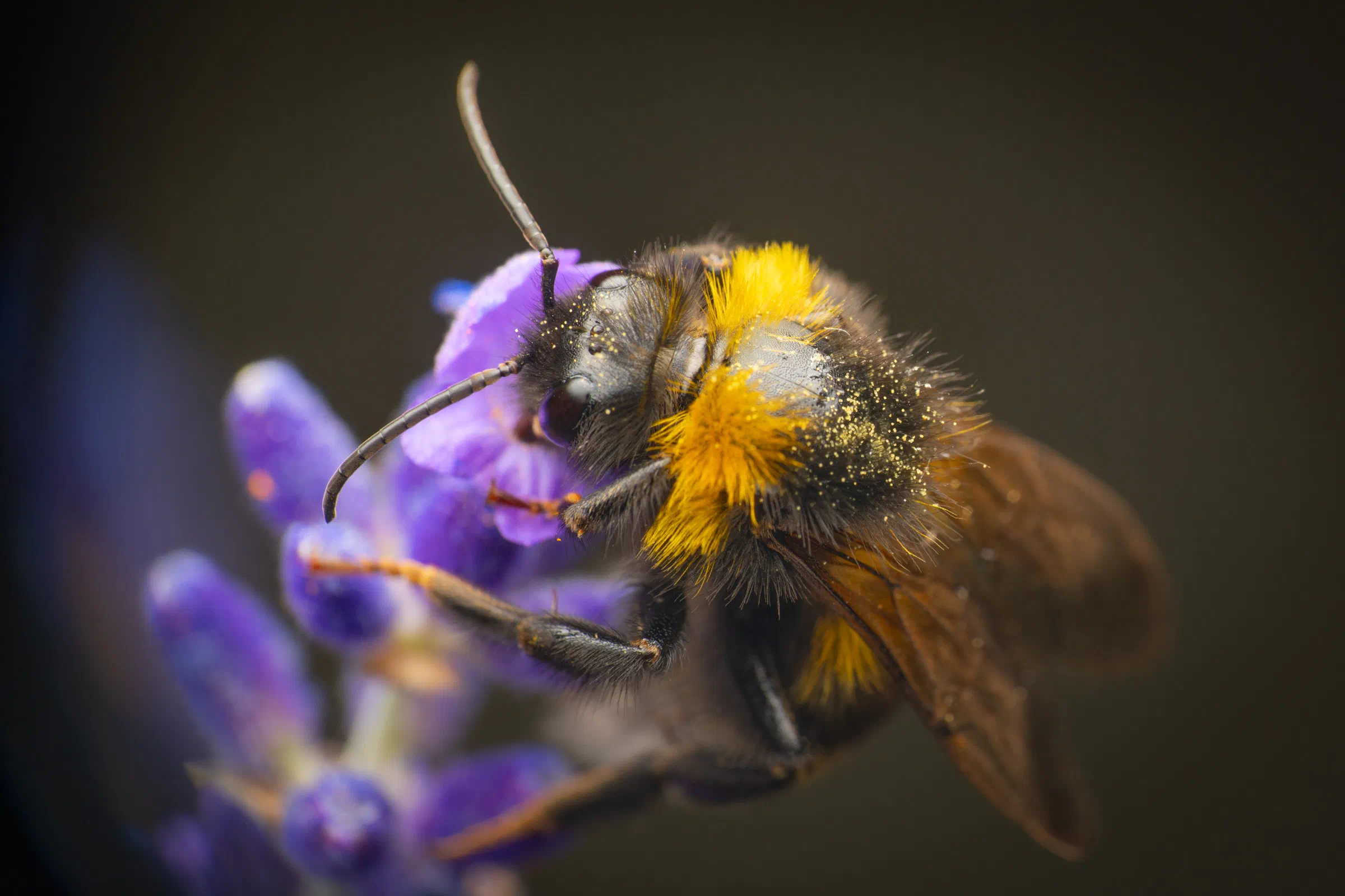 Bombus