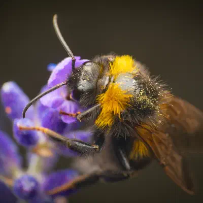 Bombus