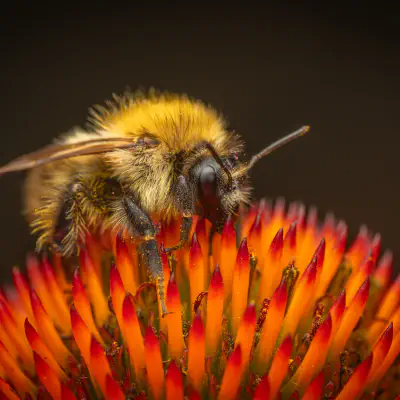 Bumble Bees