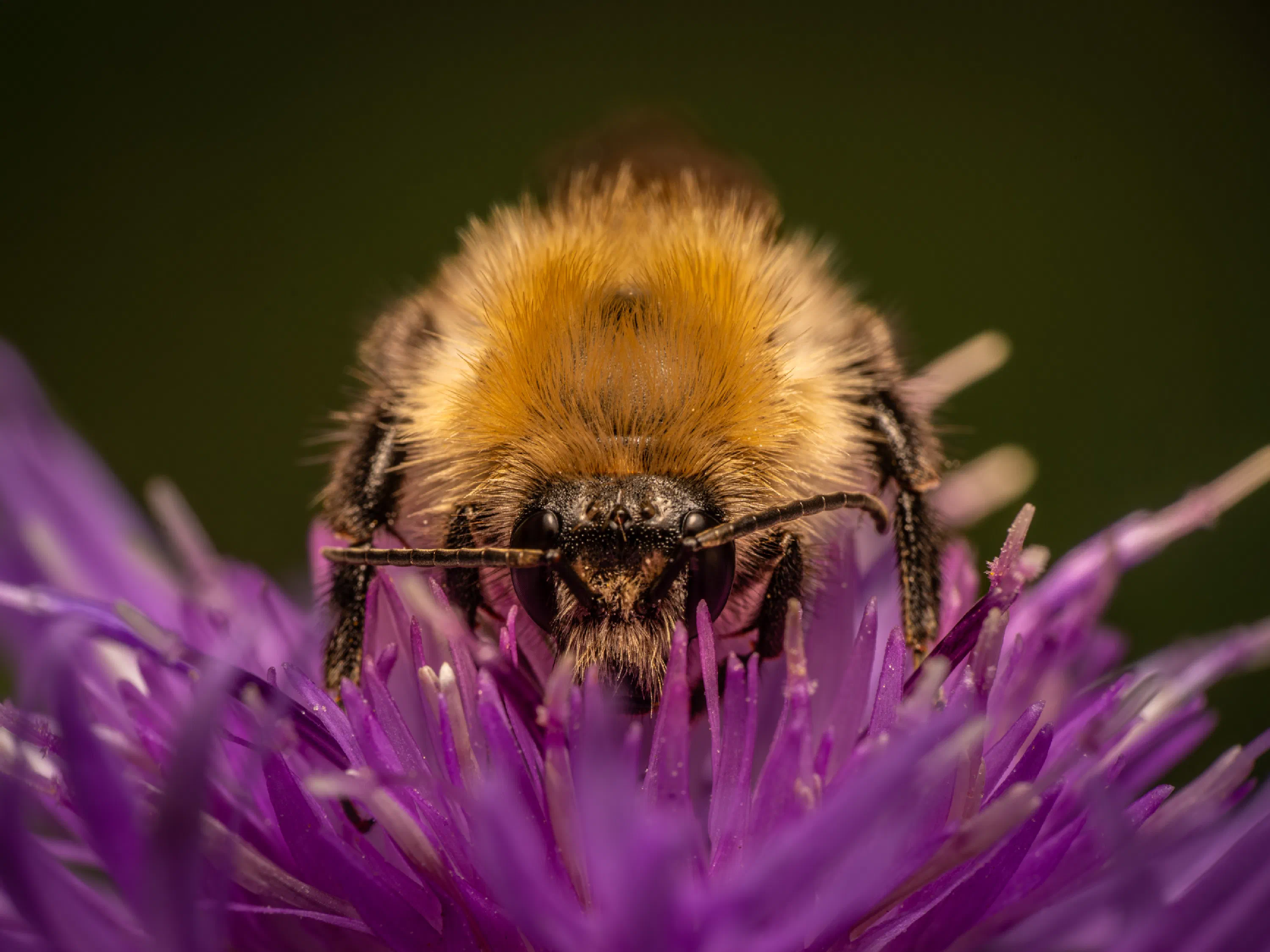 Garden Bumble Bee