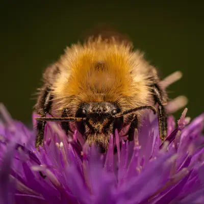 Gartenhummel