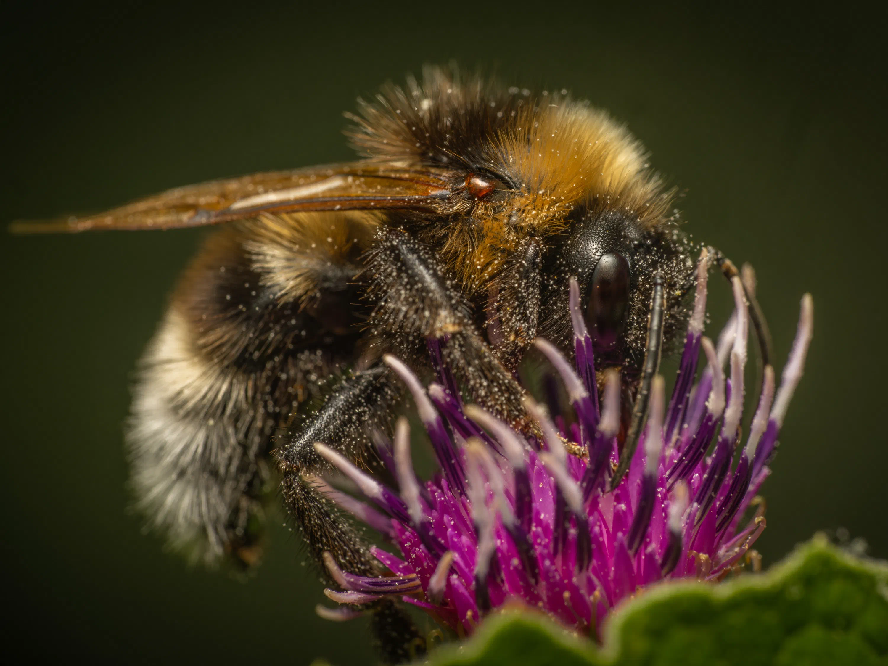 Garden Bumble Bee