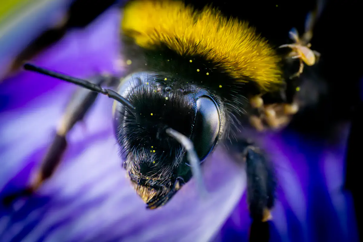 Gartenhummel – No. 2