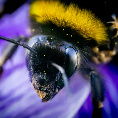 Gartenhummel