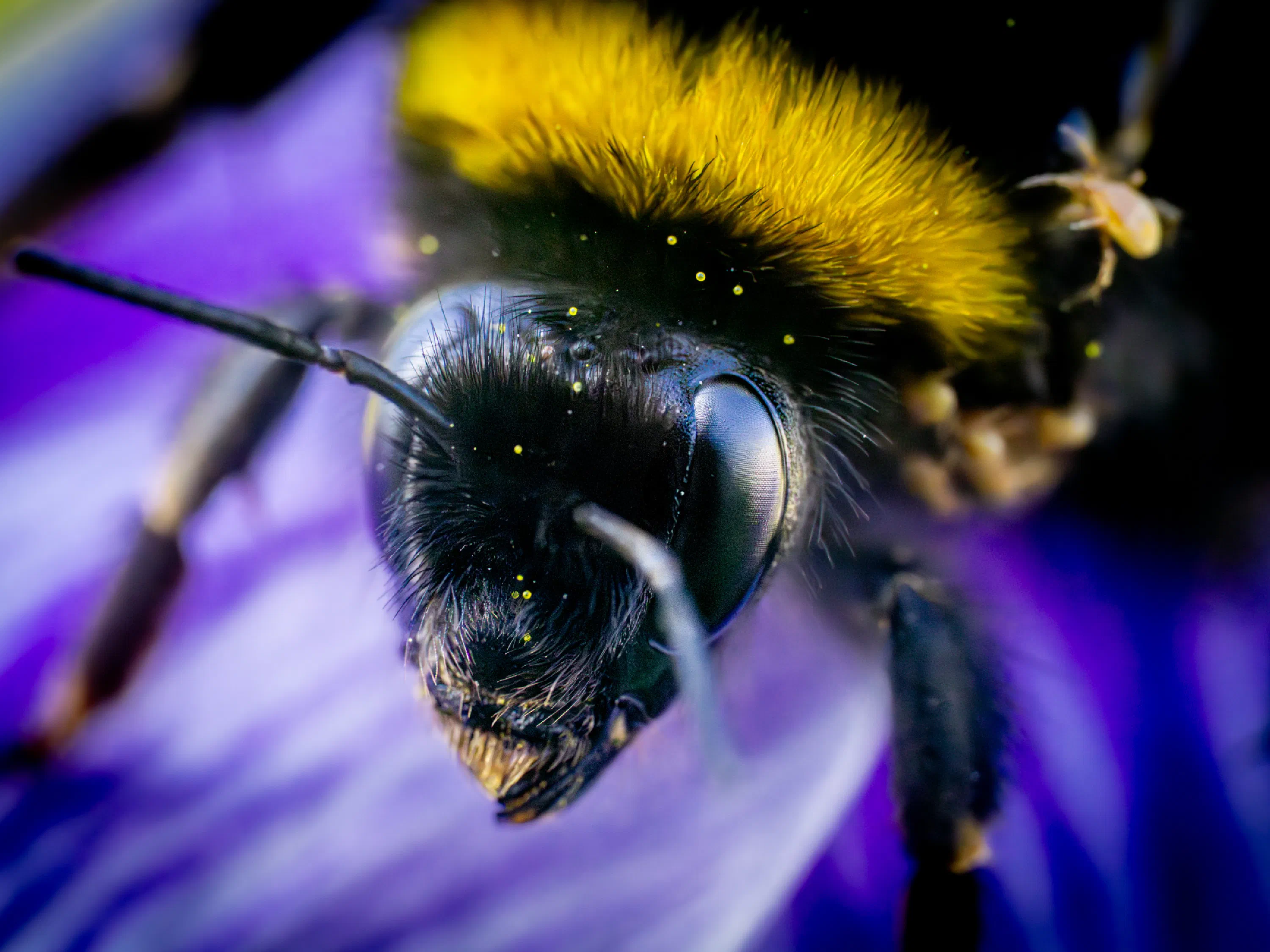 Garden Bumble Bee