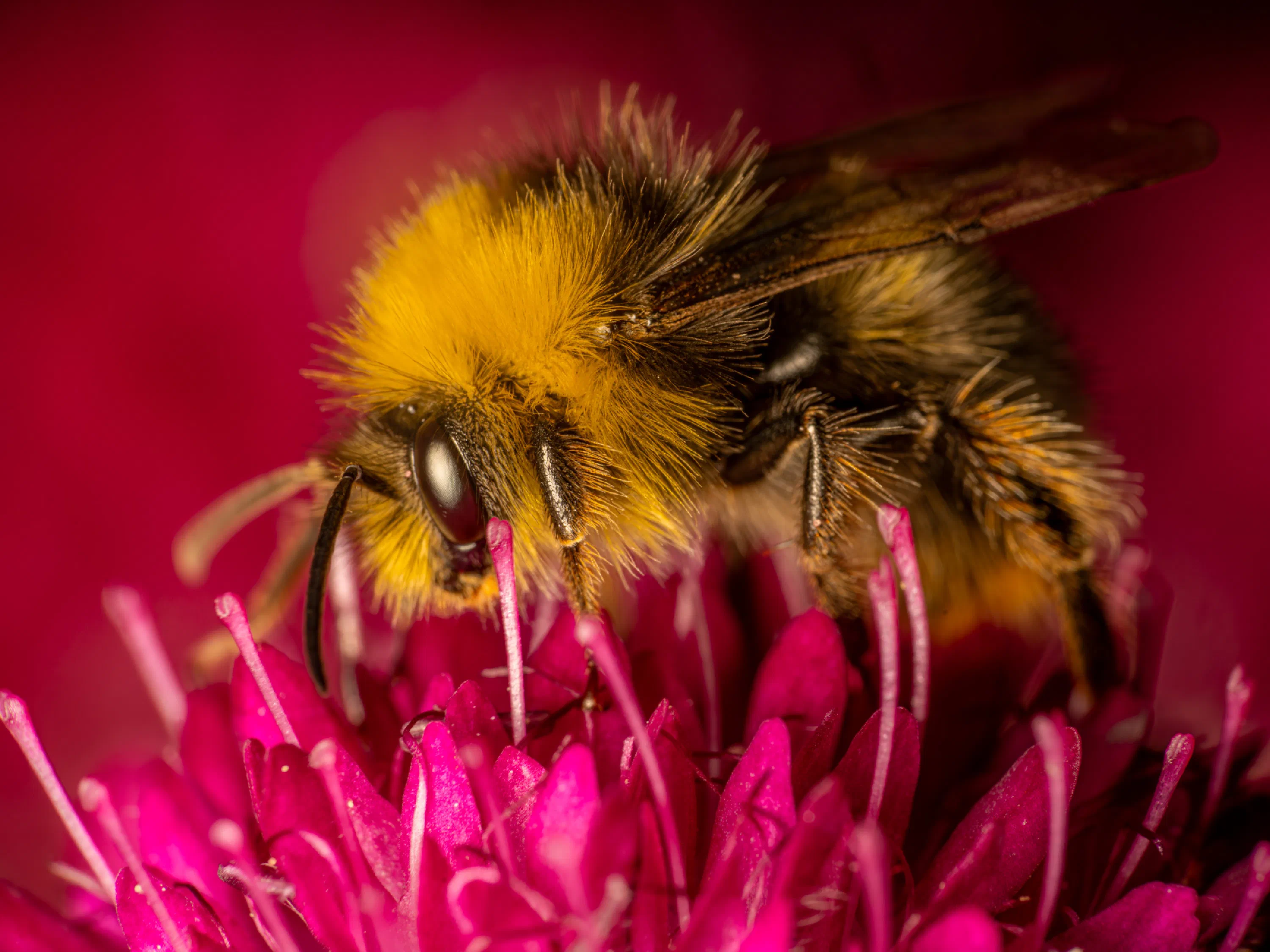 Garden Bumble Bee