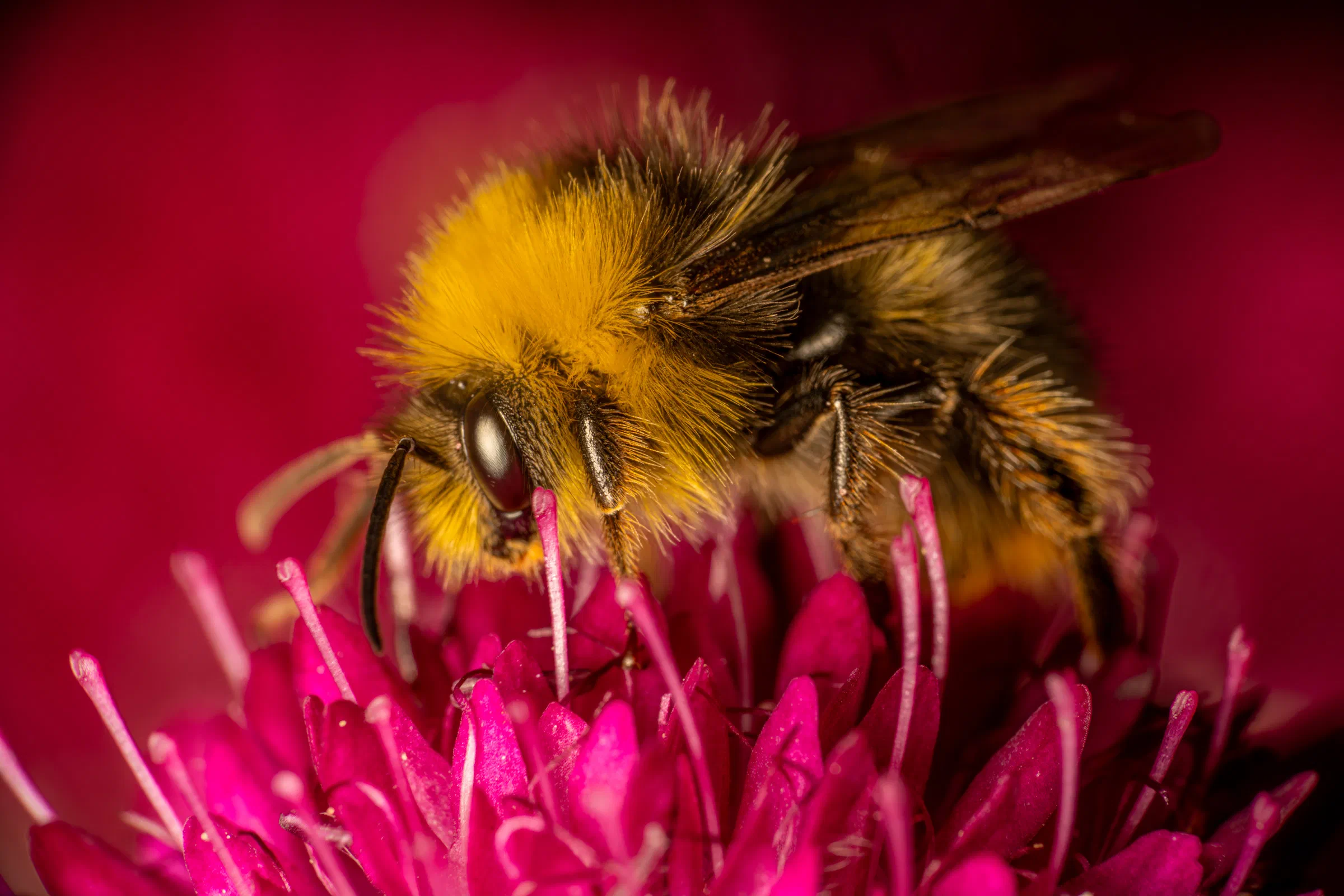 Gartenhummel