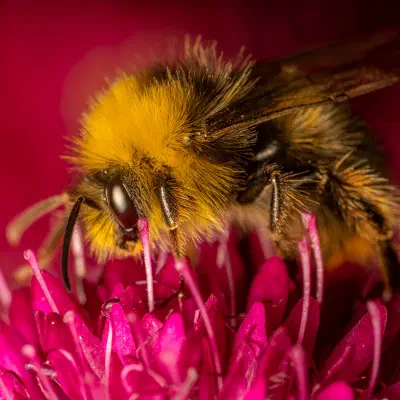 Garden Bumble Bee