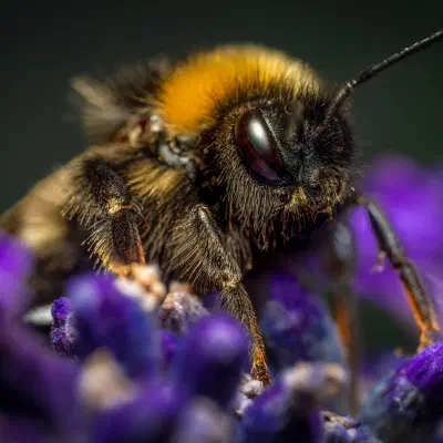 Garden Bumble Bee