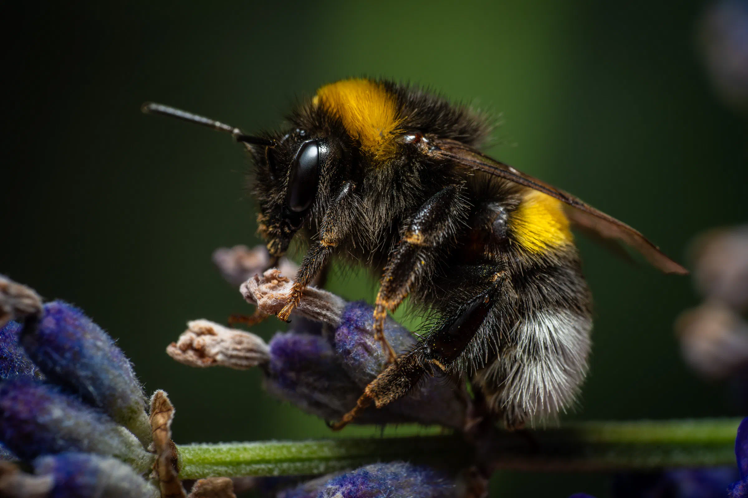 Garden Bumble Bee