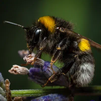 Garden Bumble Bee