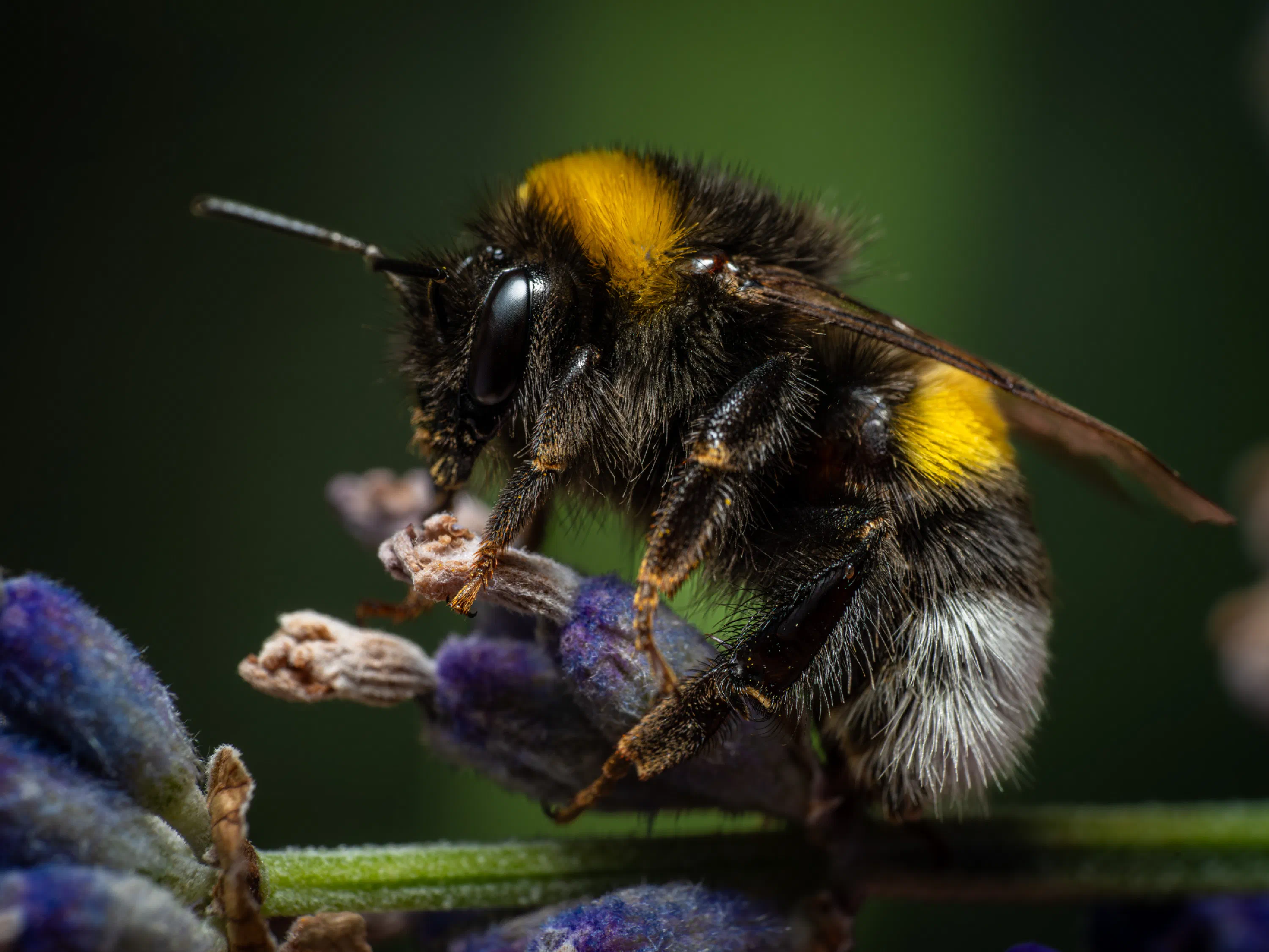 Garden Bumble Bee