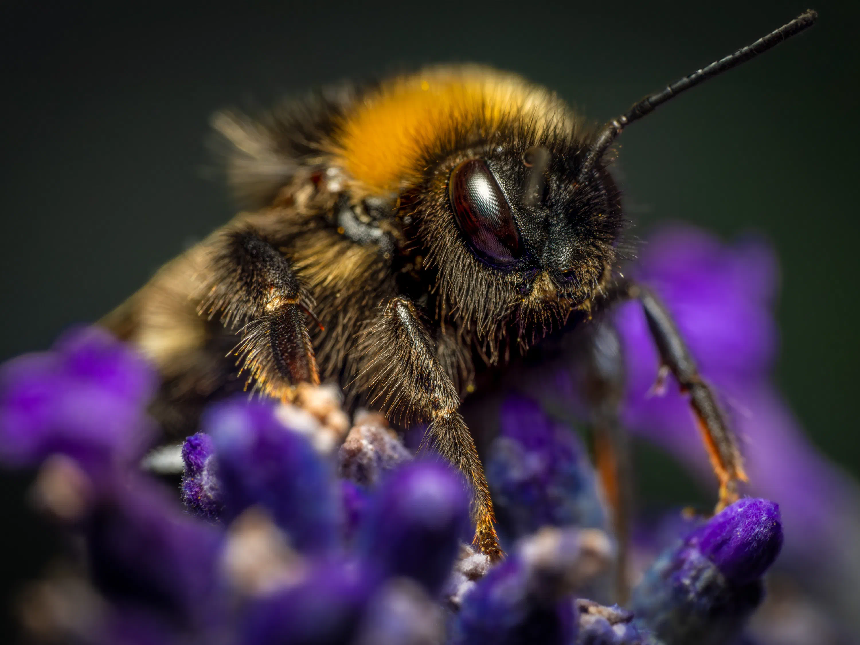Garden Bumble Bee